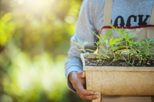 What is a Cannabis Dispensary