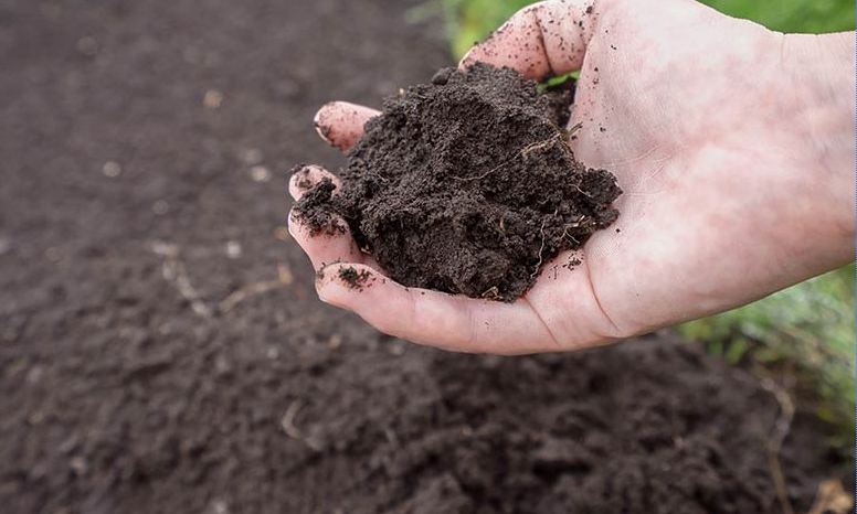 The Complete Guide to Soil Testing and Assessment