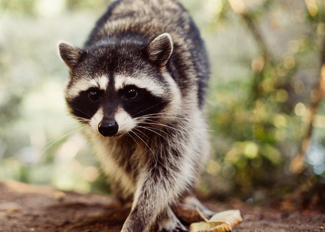 racoon removal