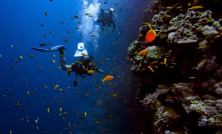 Where Should You Go for Scuba Diving in Dubai