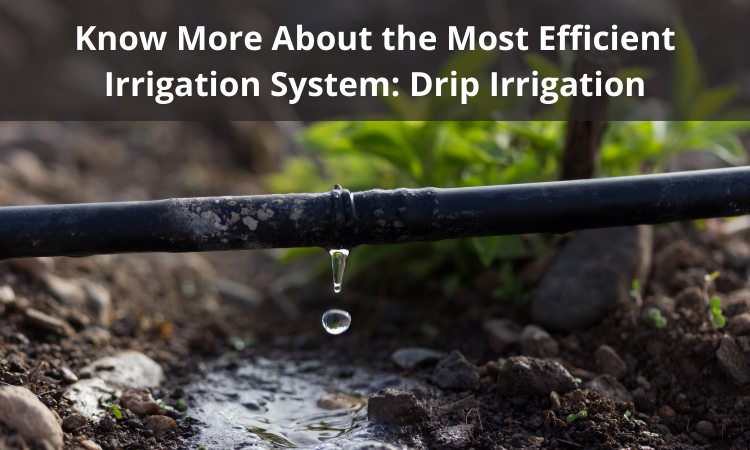 Drip Irrigation