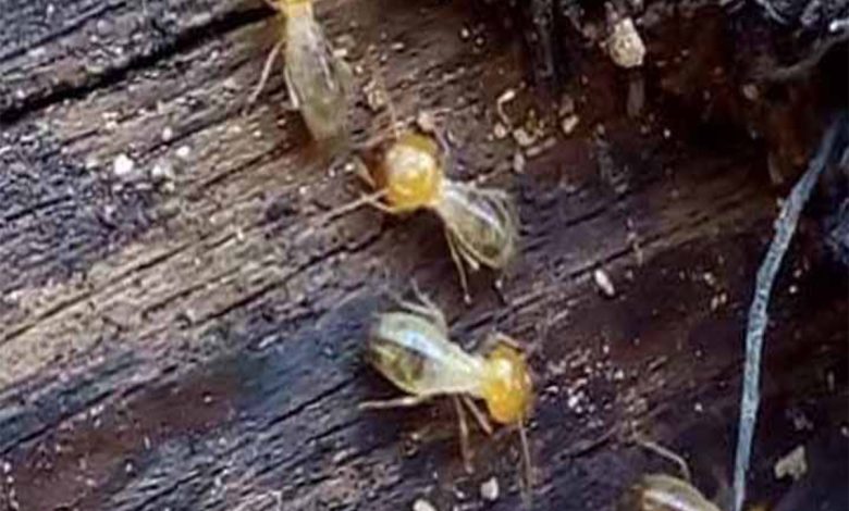 How to go about termite treatment