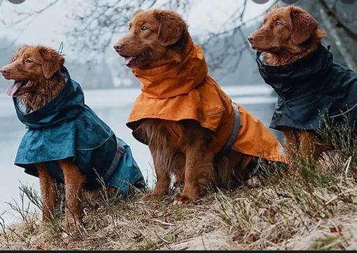 dog raincoat