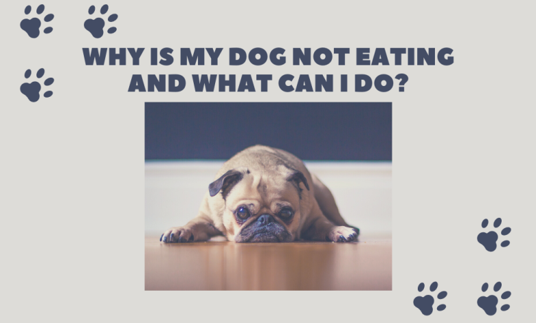 Why is my dog not eating and what can I do?